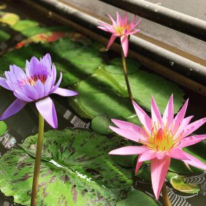 Victoria Amazonica (Water Lilly)